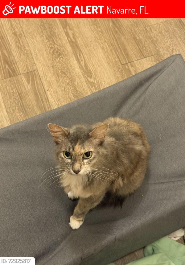 Lost Female Cat last seen In apmt parking lot, near joybrook rd., Navarre, FL 32566