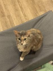 Lost Female Cat last seen In apmt parking lot, near joybrook rd., Navarre, FL 32566