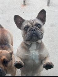 Reunited Male Dog last seen Central Ave and Helmick st, Carson, CA 90746