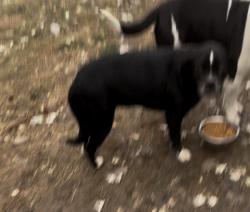 Reunited Female Dog last seen Saxton Ave, Knoxville, TN 37915, USA, Knoxville, TN 37915