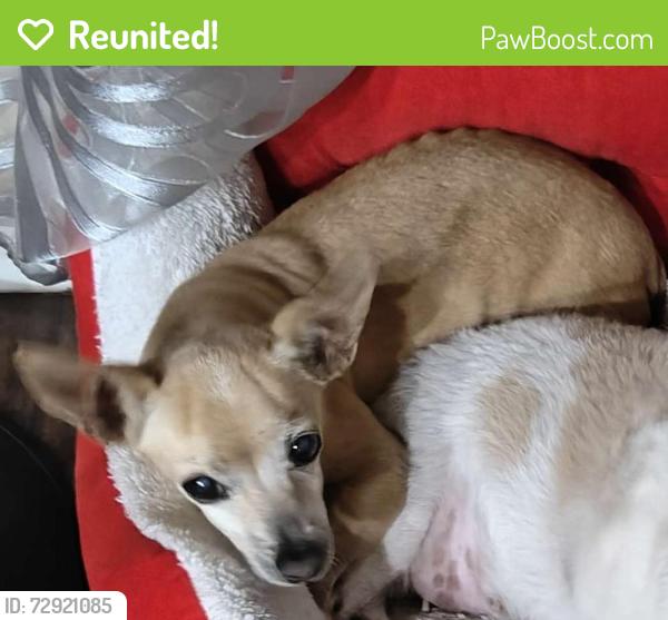Reunited Male Dog last seen Cypress Texas Windy Valley Way in WindHaven, Houston, TX 77429