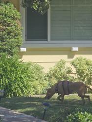 Found/Stray Unknown Dog last seen On the move down hendrix way, San Jose, CA 95124