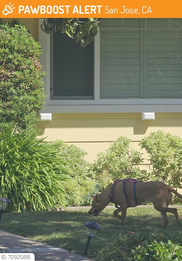 Found/Stray Unknown Dog last seen On the move down hendrix way, San Jose, CA 95124