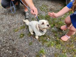 Found/Stray Female Dog last seen Edward's Food Giant/Stagecoach , Little Rock, AR 72210