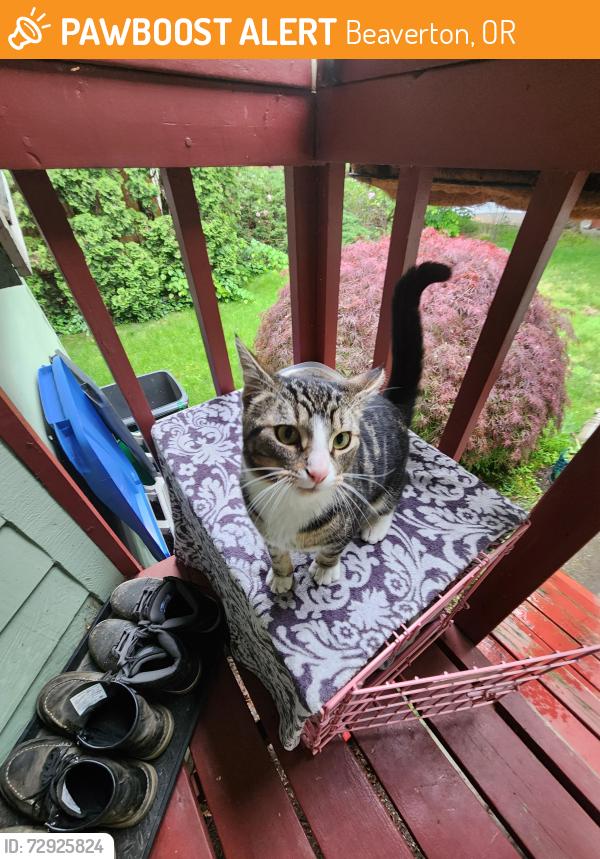Found/Stray Male Cat last seen Redtail Golf Course, Beaverton, OR 97008