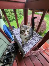 Found/Stray Male Cat last seen Redtail Golf Course, Beaverton, OR 97008