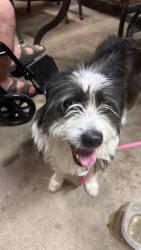 Reunited Male Dog last seen Harriet Lane and East Ave N, Battle Creek, MI 49017