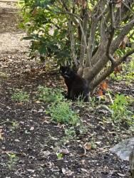 Reunited Female Cat last seen Chatwood and Bell, San Antonio, TX 78217