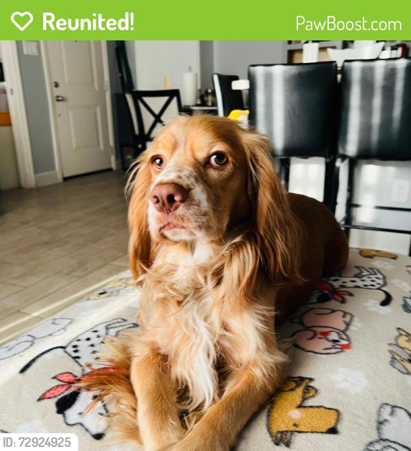 Reunited Male Dog last seen Alder Drive, Houston, TX 77081