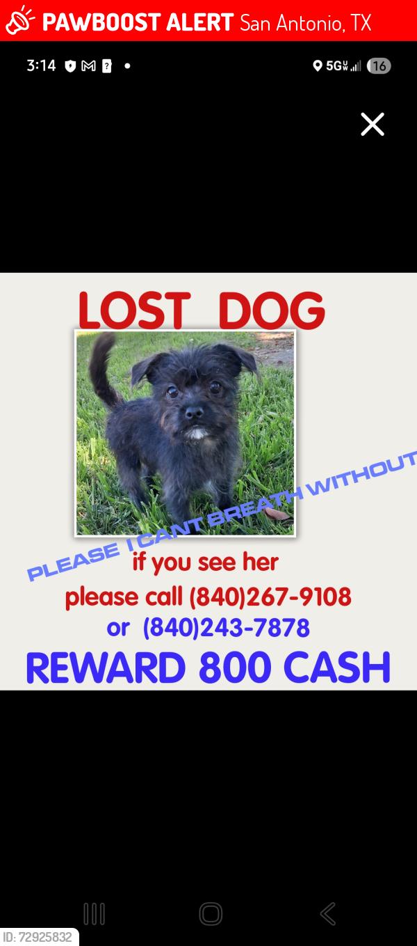 Lost Female Dog last seen jc park off san antonio and between ganesha park, San Antonio, TX 78207