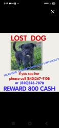 Lost Female Dog last seen jc park off san antonio and between ganesha park, San Antonio, TX 78207