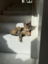 Lost Female Cat last seen Mountain Vista Way and Ridgeview Drive , Reno, NV 89519