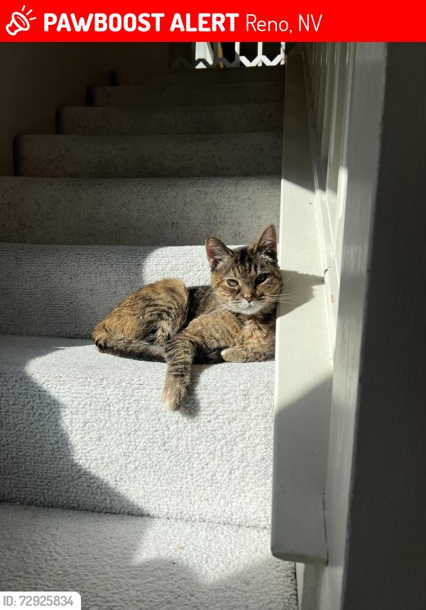 Lost Female Cat last seen Mountain Vista Way and Ridgeview Drive , Reno, NV 89519
