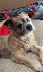 Reunited Female Dog last seen Northgate Community park, Fremont, CA 94555