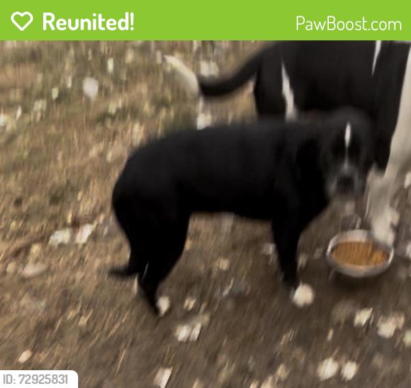 Reunited Female Dog last seen Saxton Ave, Knoxville, TN 37915, USA, Knoxville, TN 37915