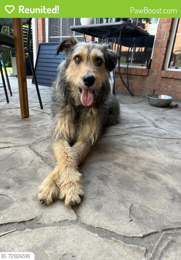 Reunited Male Dog last seen Heritage Trace & Trace Ridge Parkway, Fort Worth, TX 76137