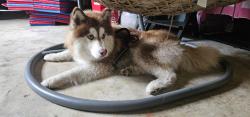 Reunited Male Dog last seen NE belfair Tahuya Rd, Mason County, WA 98528