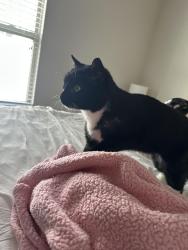 Reunited Male Cat last seen Upton and Culver, Virginia Beach, VA 23454