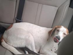 Found/Stray Female Dog last seen Near Cherokee Country Kennel, Marianna, FL 32446