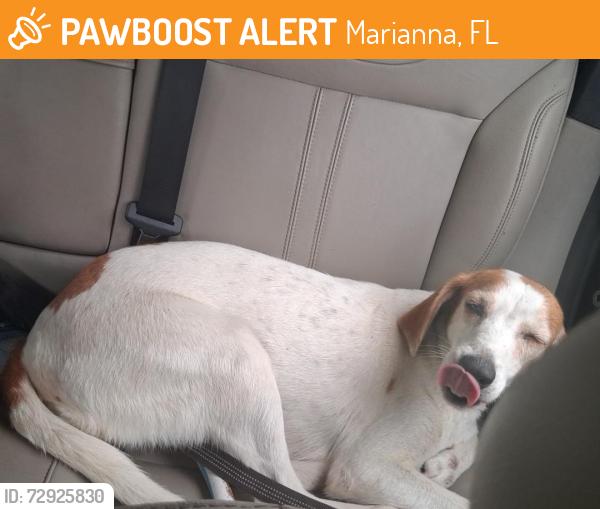 Found/Stray Female Dog last seen Near Cherokee Country Kennel, Marianna, FL 32446