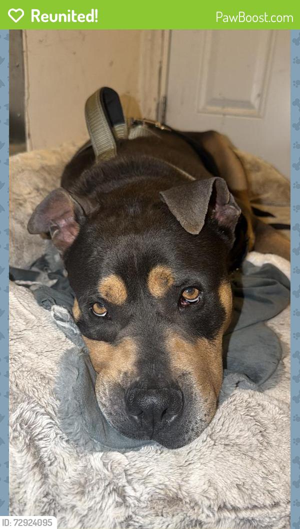 Reunited Male Dog last seen between battlefield and campostells , Chesapeake, VA 23320