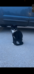 Lost Female Cat last seen Craig’s chapel greenback tn , Greenback, TN 37742