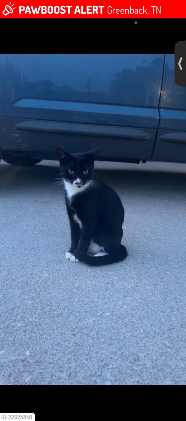 Lost Female Cat last seen Craig’s chapel greenback tn , Greenback, TN 37742