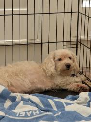 Found/Stray Female Dog last seen Colorado and Haines, Dallas, TX 75208