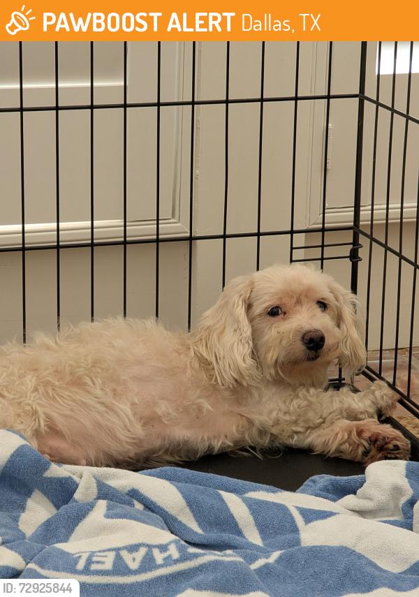 Found/Stray Female Dog last seen Colorado and Haines, Dallas, TX 75208