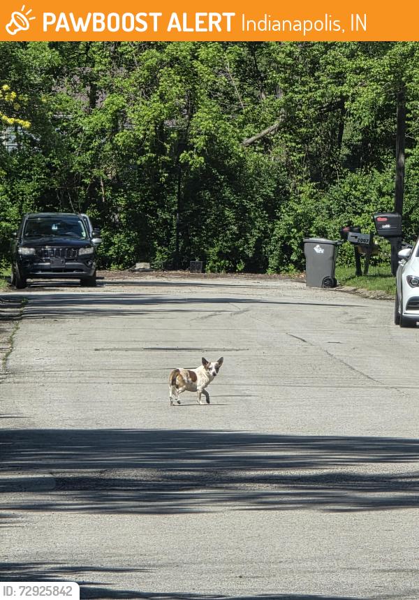 Found/Stray Unknown Dog last seen Harcourt and Landmark, Indianapolis, IN 46260