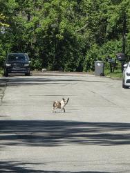 Found/Stray Unknown Dog last seen Harcourt and Landmark, Indianapolis, IN 46260