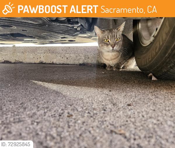 Found/Stray Female Cat last seen H st, Sacramento, CA 95811