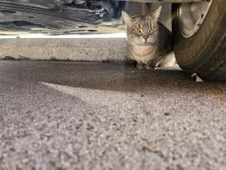 Found/Stray Female Cat last seen H st, Sacramento, CA 95811