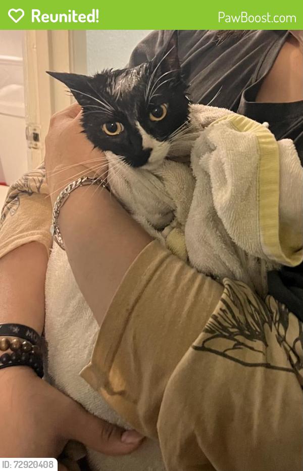Reunited Female Cat last seen penn and 59th , Oklahoma City, OK 73119