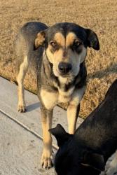 Lost Female Dog last seen Near and Lake Windcrest, Montgomery County, TX 77354