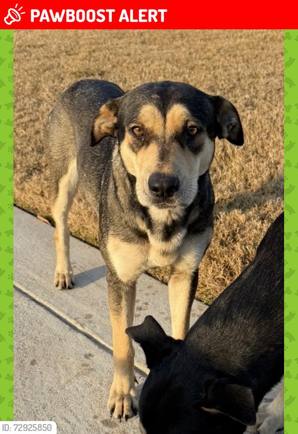Lost Female Dog last seen Near and Lake Windcrest, Montgomery County, TX 77354