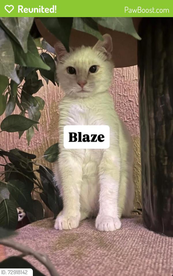 Reunited Male Cat last seen Garrison st, Oceanside, CA 92054