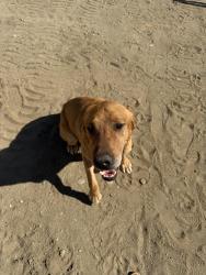 Reunited Male Dog last seen By Johnson rd , Phelan, CA 92371