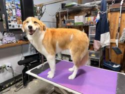 Reunited Female Dog last seen In the woods behind the health department , Grand Rapids, MI 49503