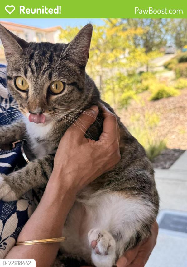 Reunited Unknown Cat last seen Dusty stone loop Rocklin CA 95765, Rocklin, CA 95765