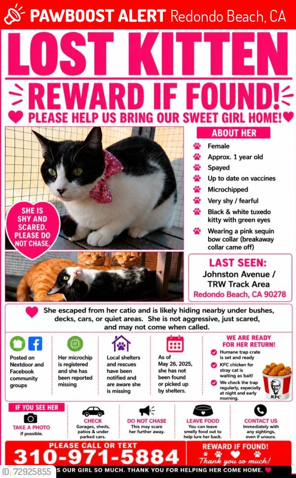 Lost Female Cat last seen Thomas, Redondo Beach, CA 90278