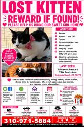 Lost Female Cat last seen Thomas, Redondo Beach, CA 90278