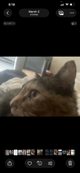 Lost Female Cat last seen Sheridan Blvd , Rapid City, SD 57702