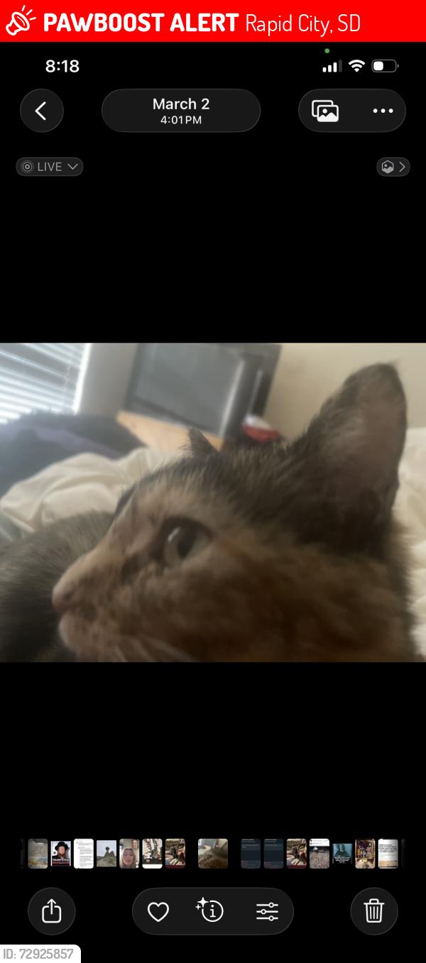 Lost Female Cat last seen Sheridan Blvd , Rapid City, SD 57702