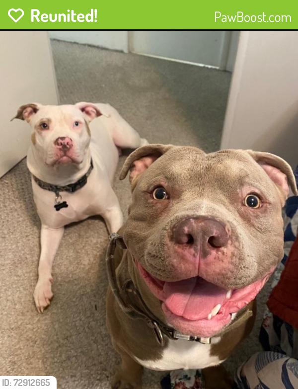 Reunited Male Dog last seen Tri Palm ests near Ramon and Monterey , Thousand Palms, CA 92276