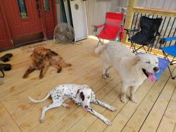 Reunited Male Dog last seen Raccoon Valley Dr , Heiskell, TN 37754
