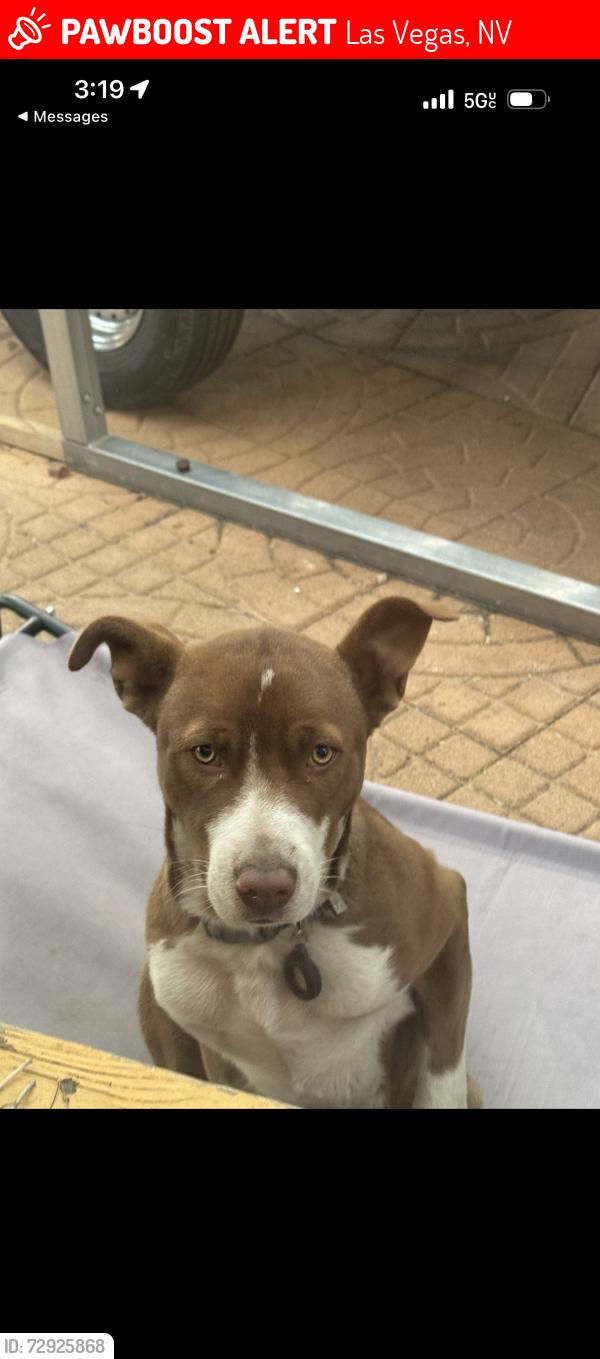 Lost Male Dog last seen Peace way and spring valley, Las Vegas, NV 89147