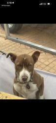 Lost Male Dog last seen Peace way and spring valley, Las Vegas, NV 89147