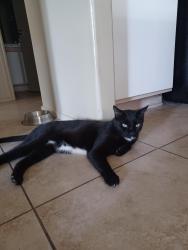 Reunited Male Cat last seen 115th Ave and Paradise, El Mirage, AZ 85335