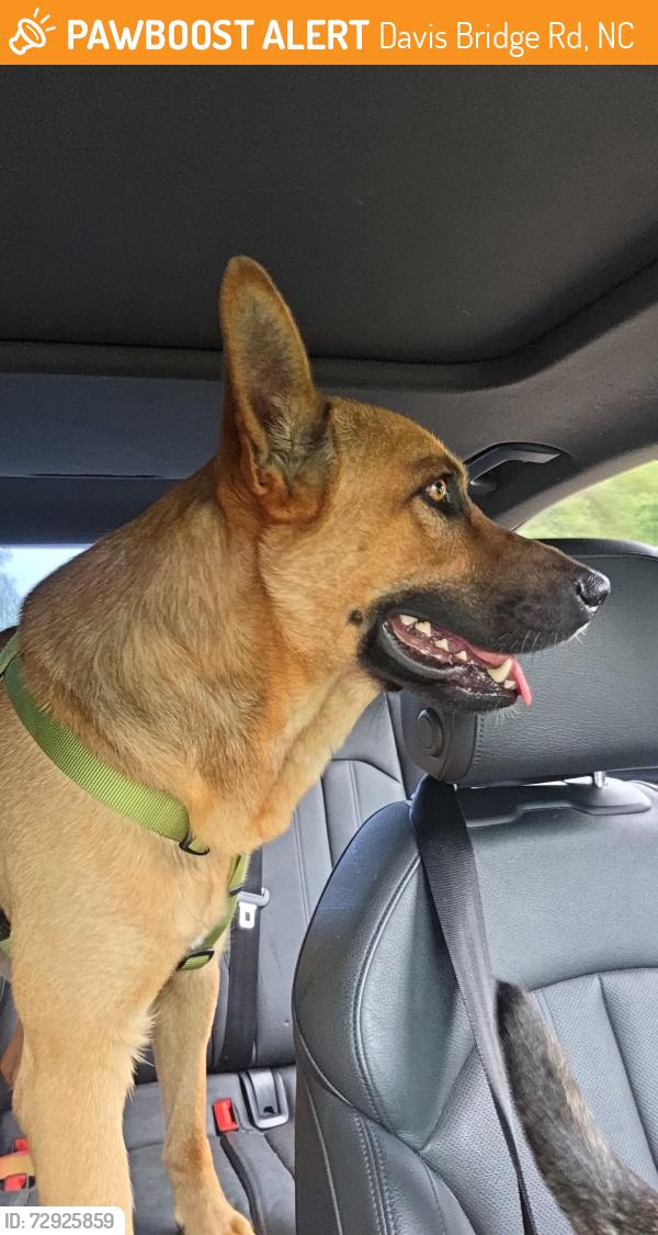 Found/Stray Male Dog last seen Rockfish rd, Davis Bridge Rd, NC 28371